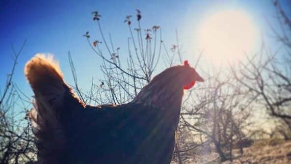 En høne går udenfor med solen i baggrunden