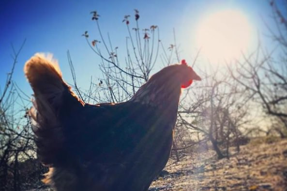 En høne går udenfor med solen i baggrunden