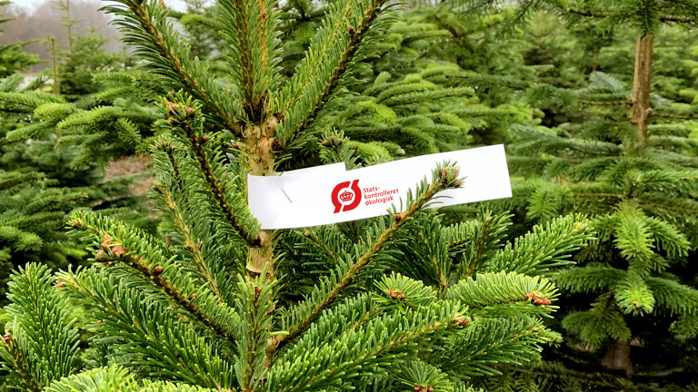 En flok juletræer står - på det ene er der et mærkat, som angiver at træet er statskontrolleret økologisk.