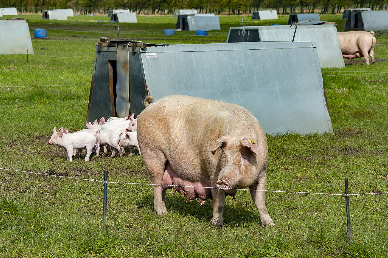 En so med en flok grislinger ses på friland.