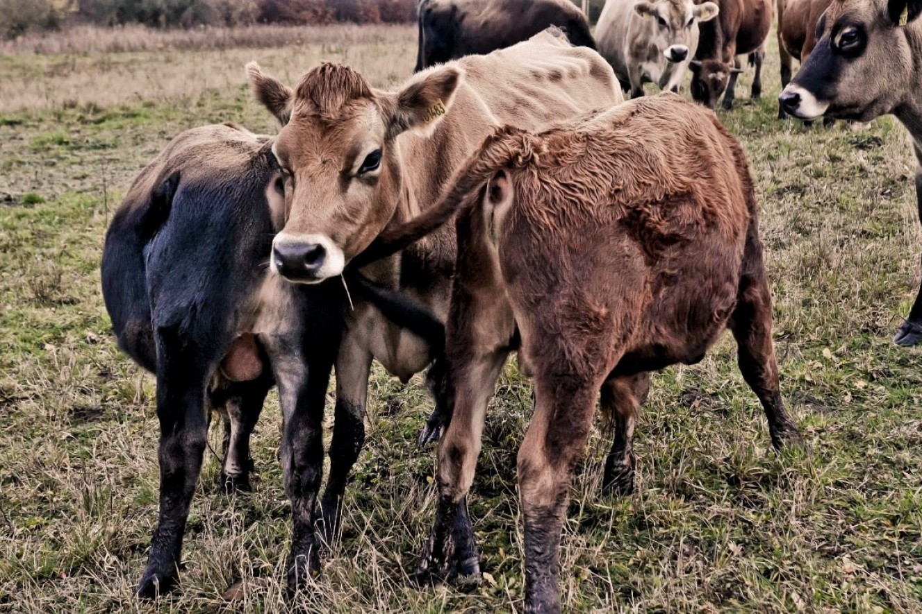 Kalve og køer ses sammen i en flok. De går på græs.