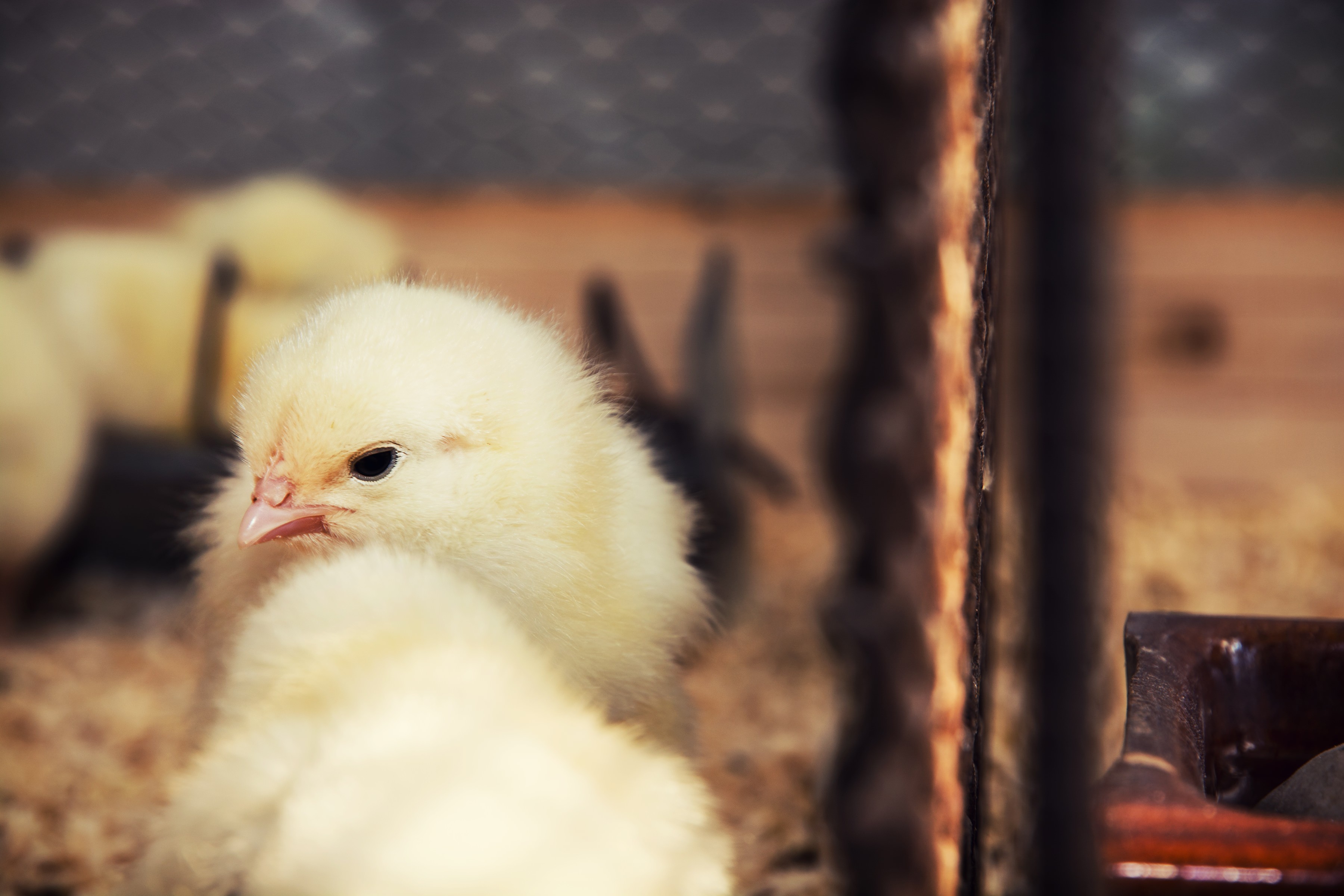 En kylling står og kigger