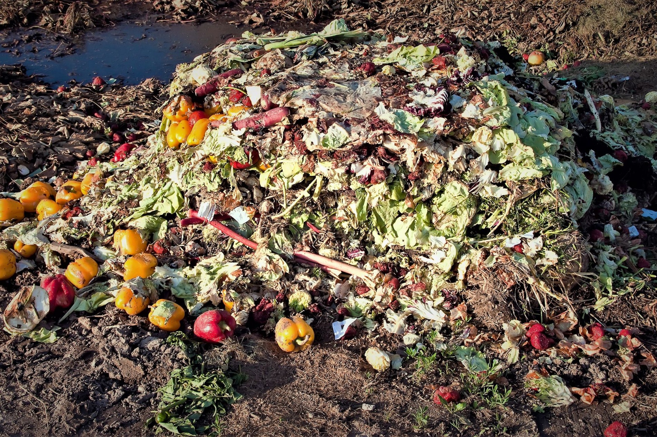En bunke af madrester ligger på jorden
