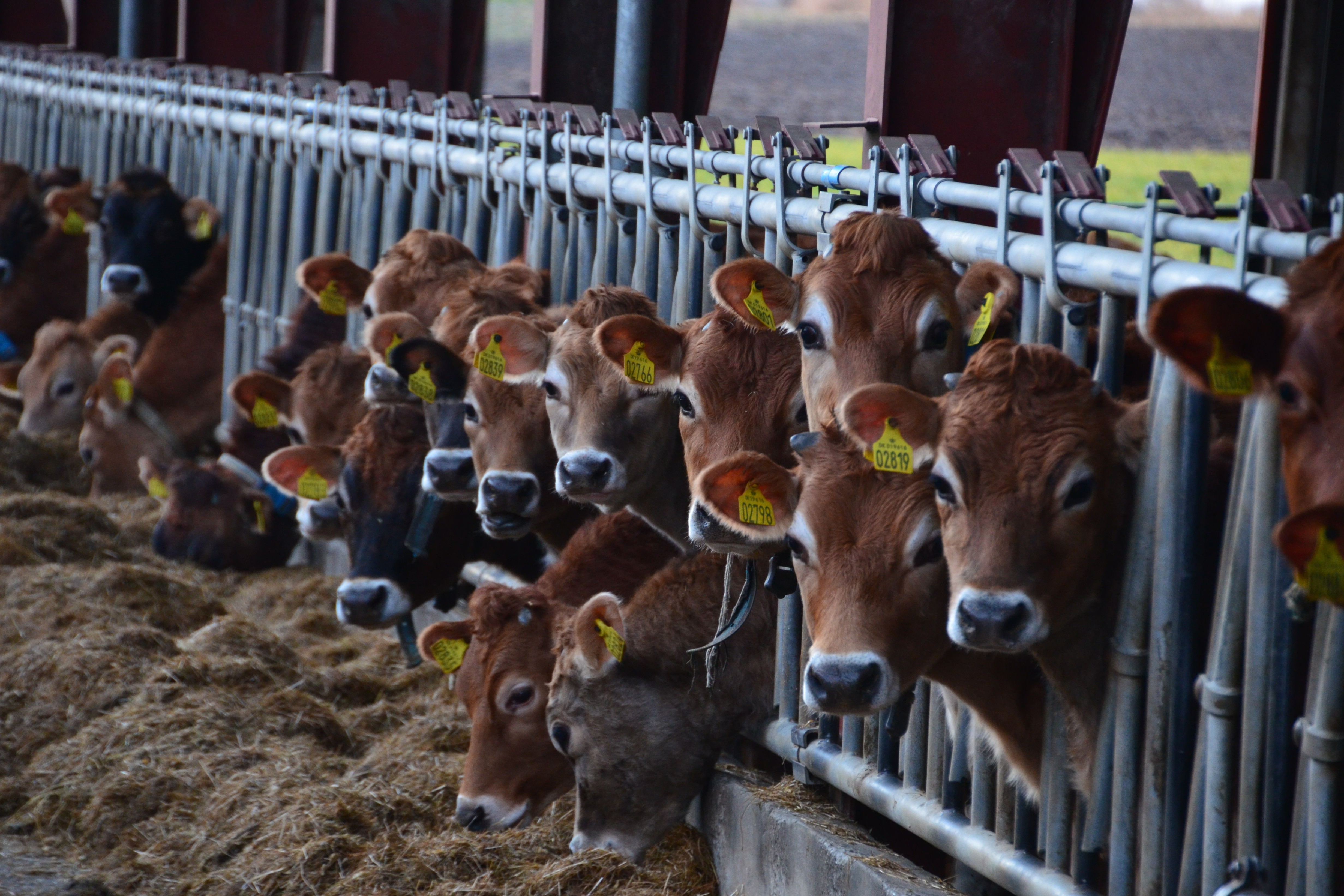 Køer i stald.