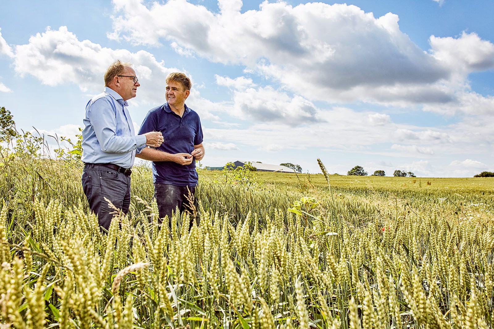 og Robert Beck står i mark med hvid hvede
