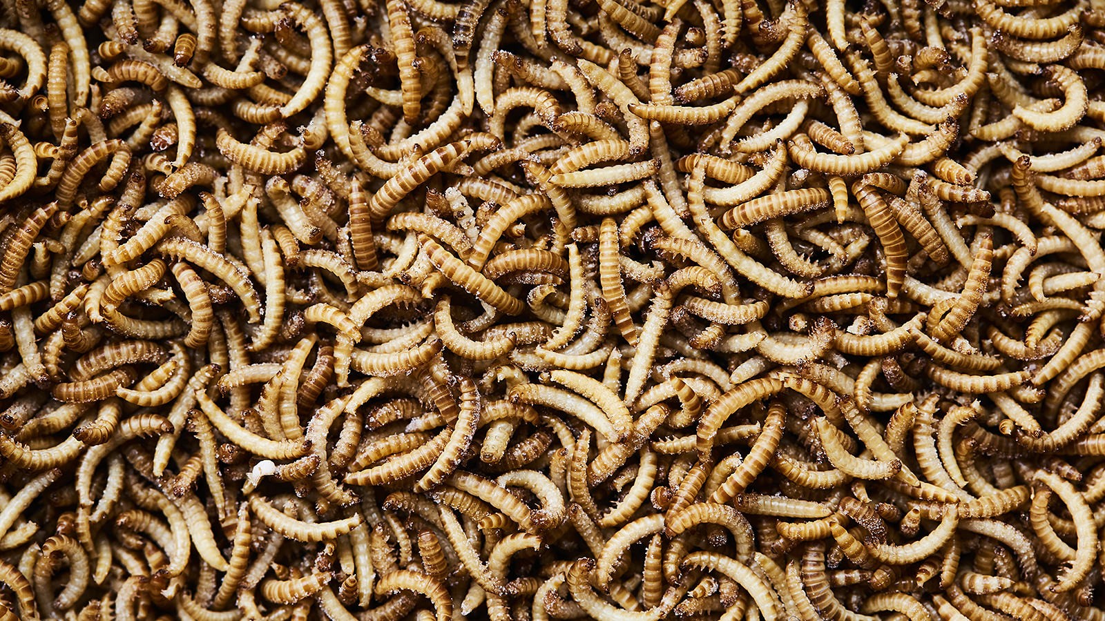 En af de store udfordringer for Wholi Foods er, at det stadig er de færreste forbrugere, som slikker sig om munden, når de hører, at et produkt indeholder mel af larver eller insekter