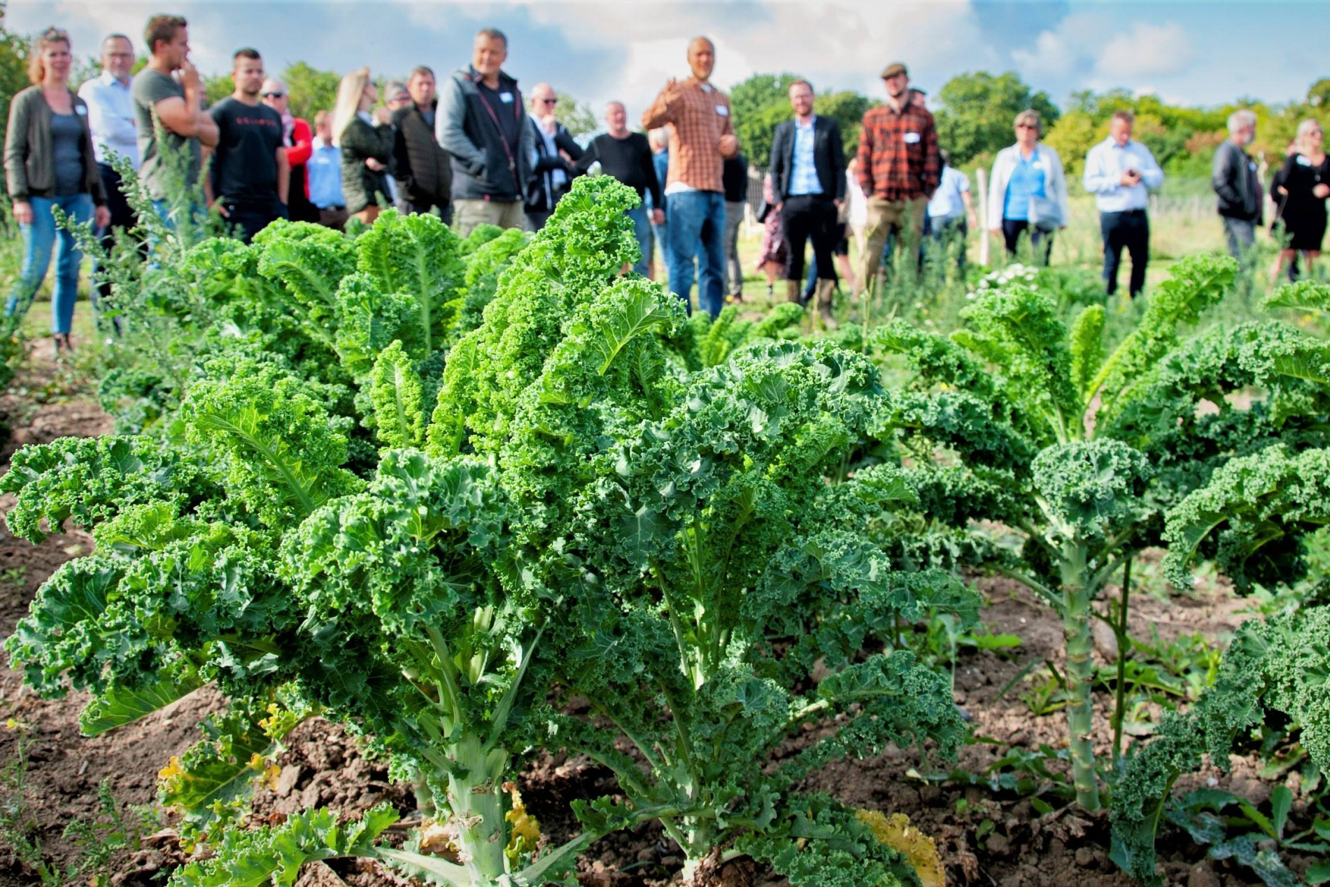 Grønkål ses på tæt hold - i baggrunden står en flok gæster