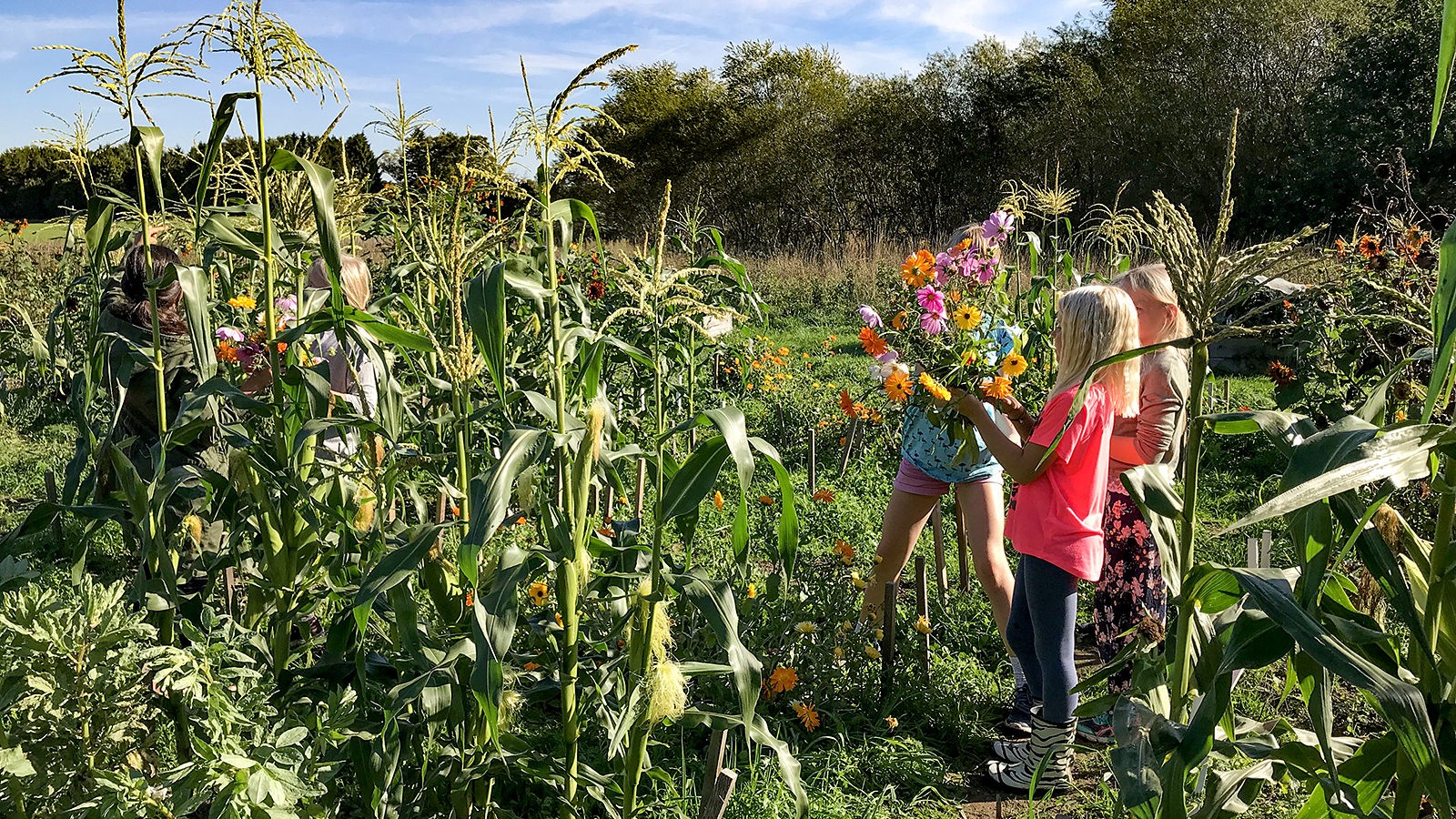 Børnene har plukket blomster ved skolehavens majsbed