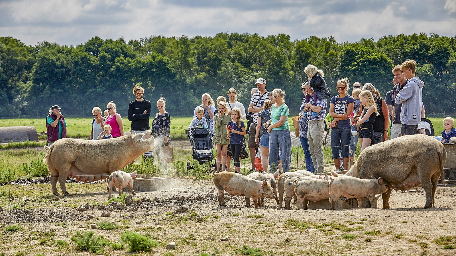 Børnefamilier kigger på grise