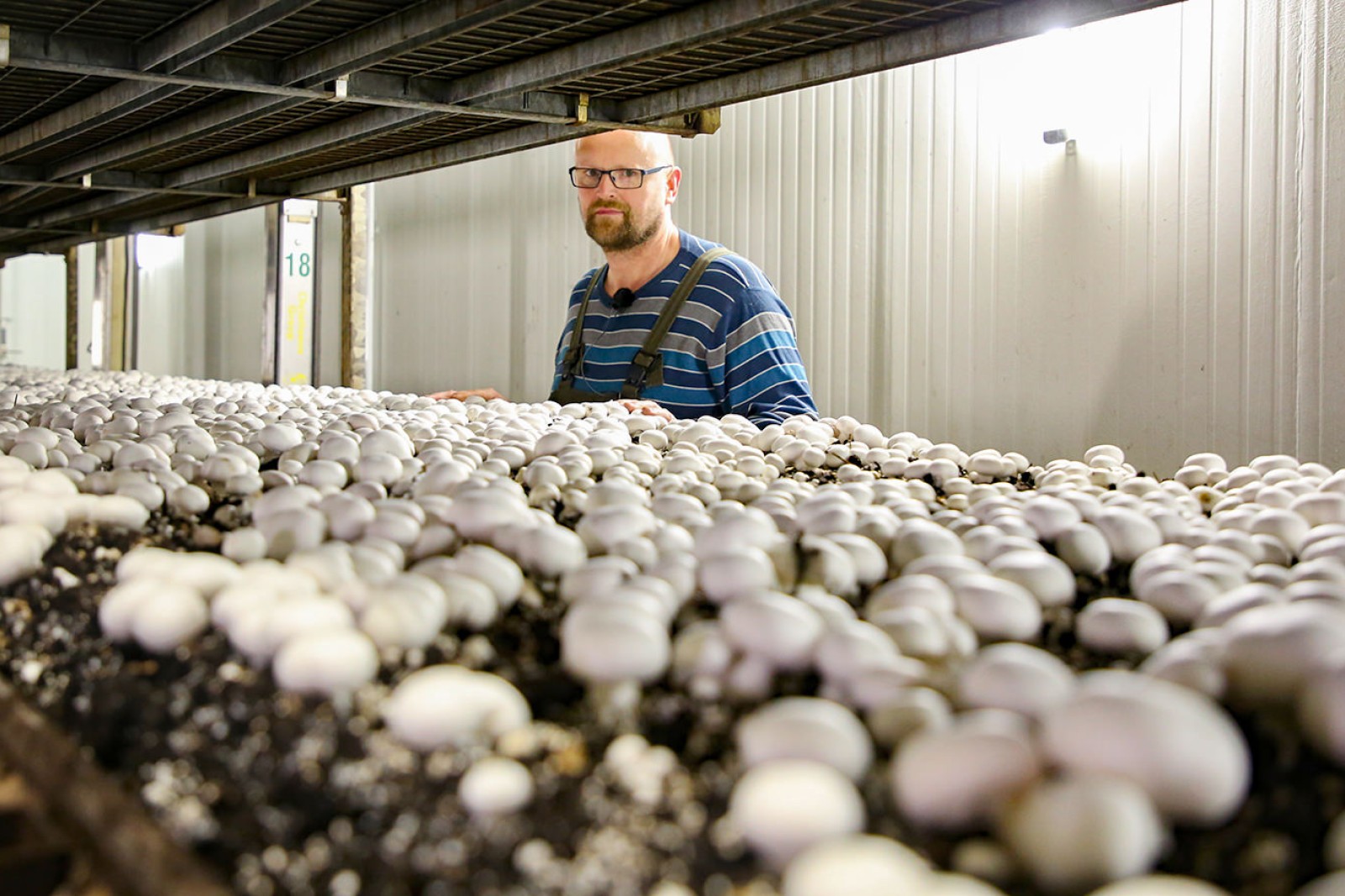 Jens Christian Hansen i Tvedemoses væksthus med champignon.