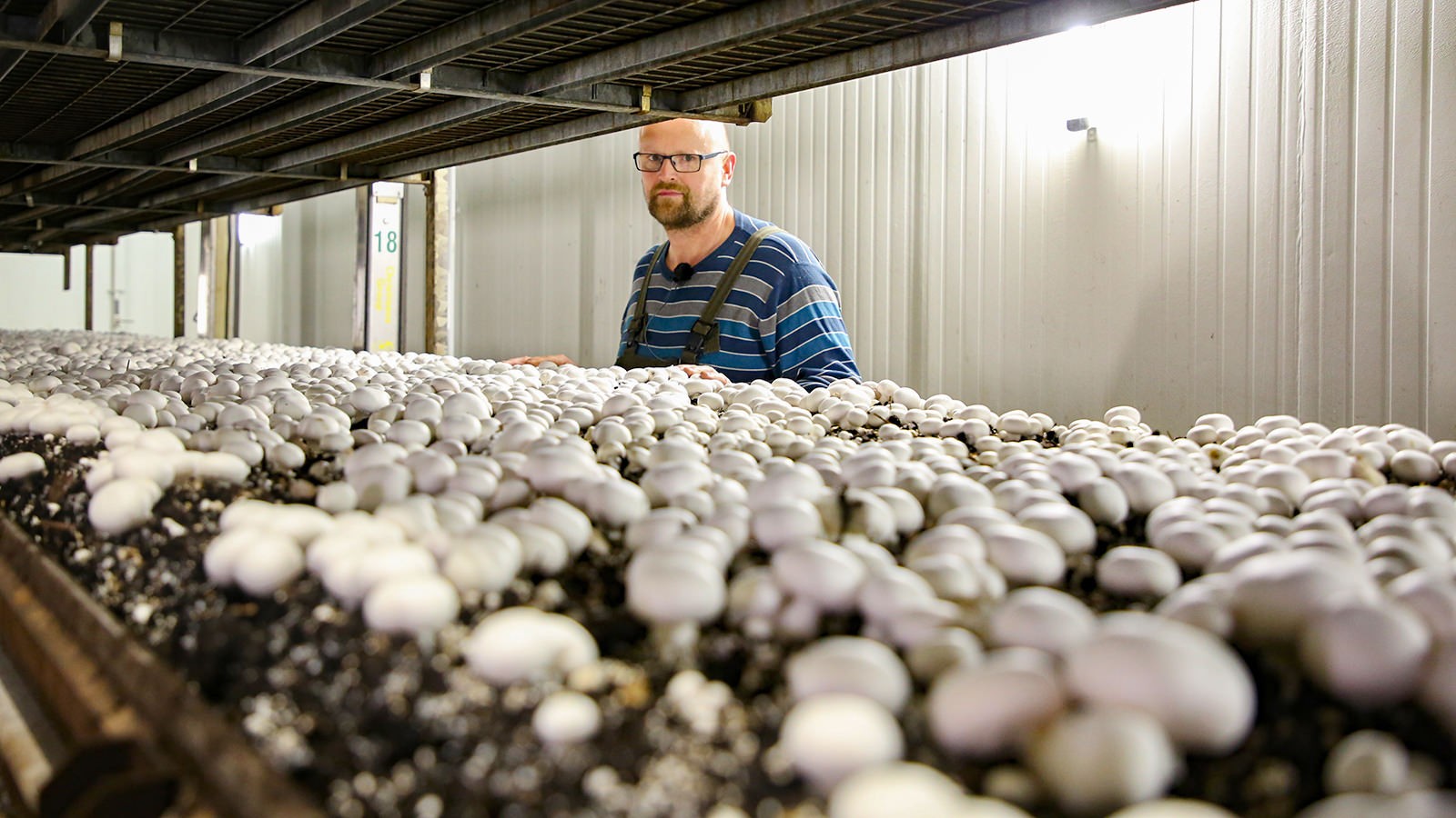 Jens Christian Hansen i Tvedemoses væksthus med champignon.