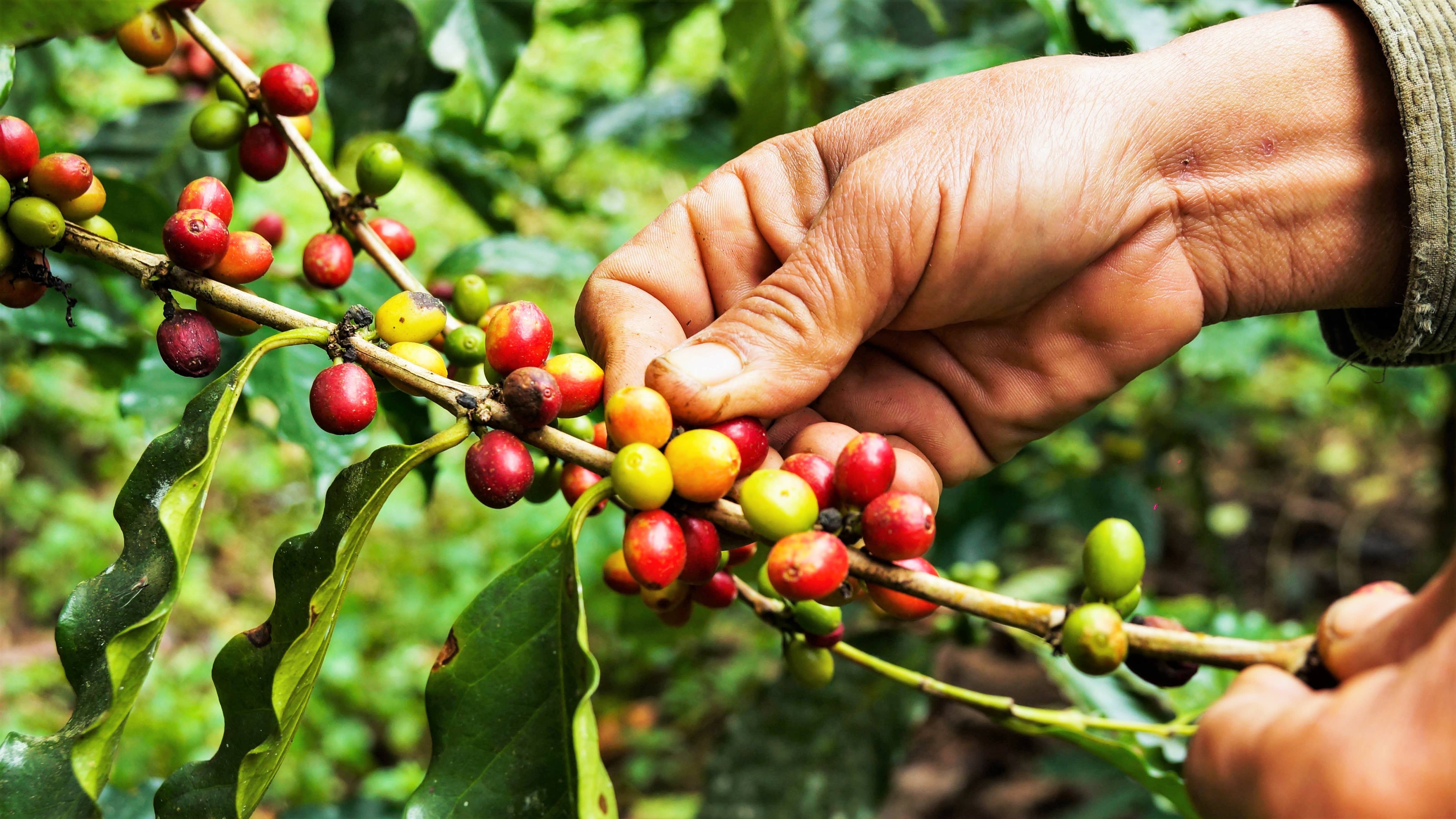 Kaffebønner på en plante