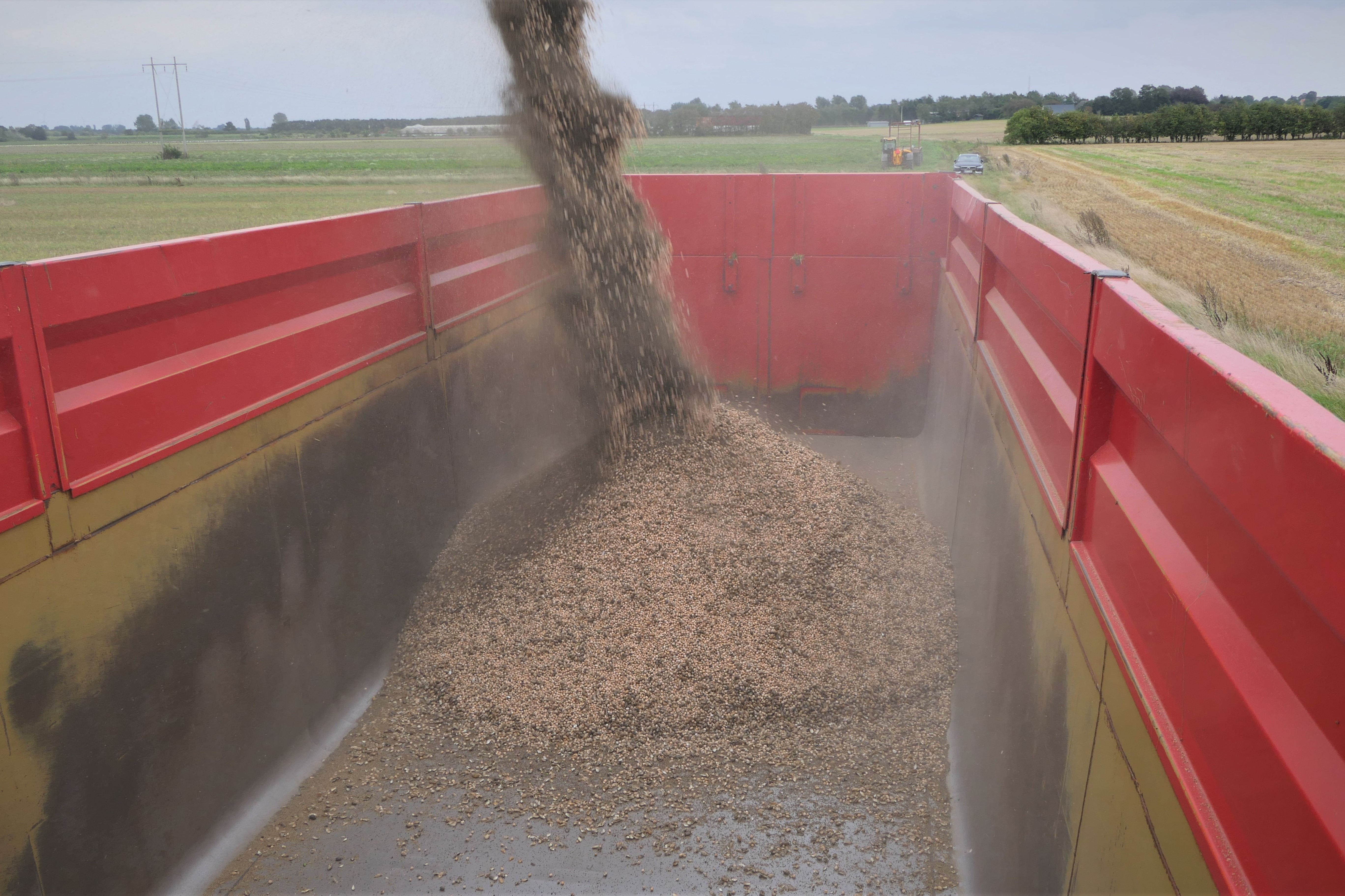 Mejetærsker pumper nyhøstede kikærter over i kornvogn på Kragerup Gods