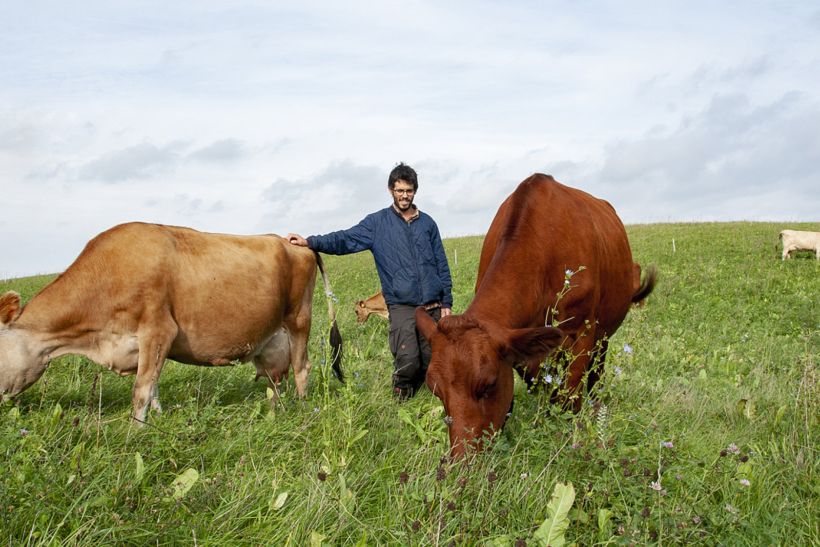 Lasse Linding står imellem to køer på en græsmark