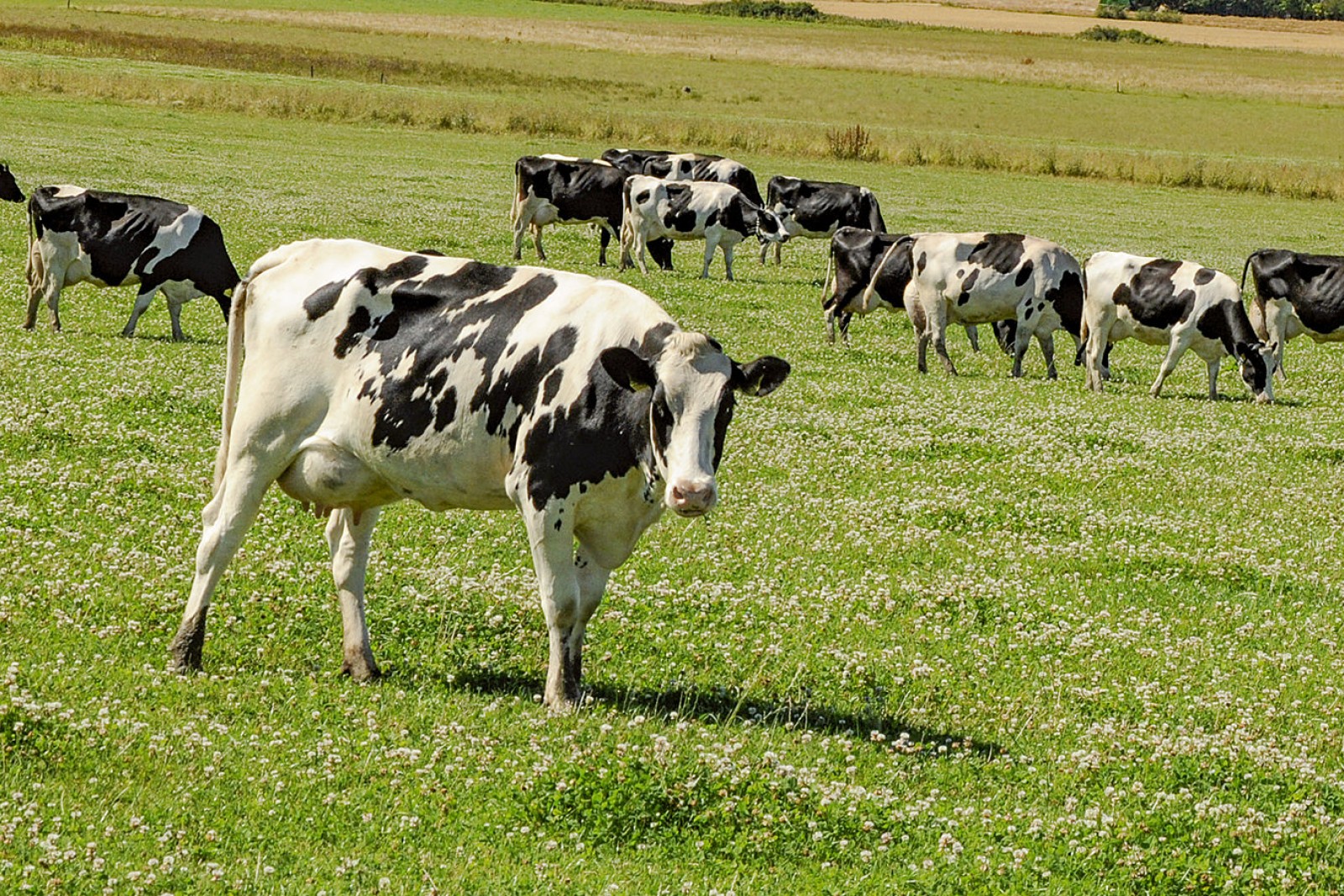 Græssende køer på marken