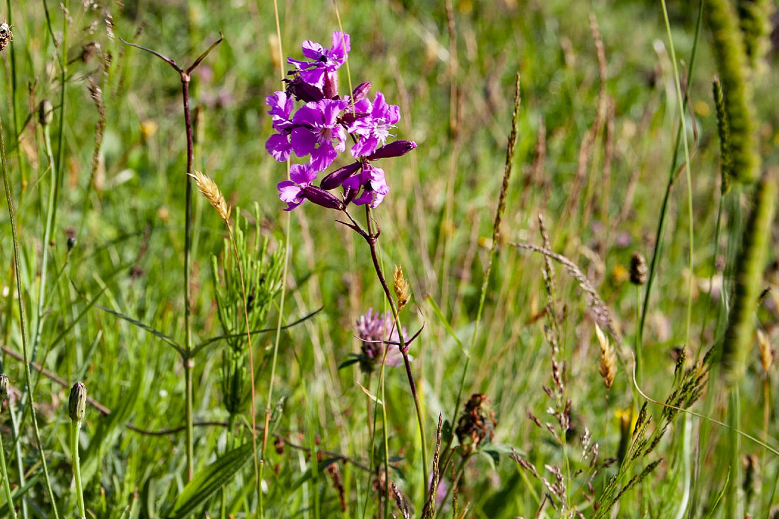Blomstrende natur