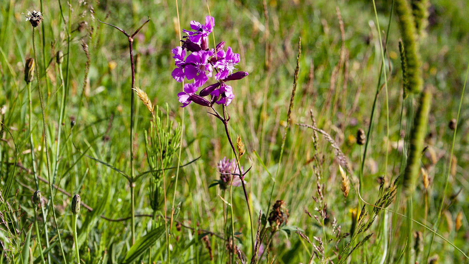 Blomstrende natur