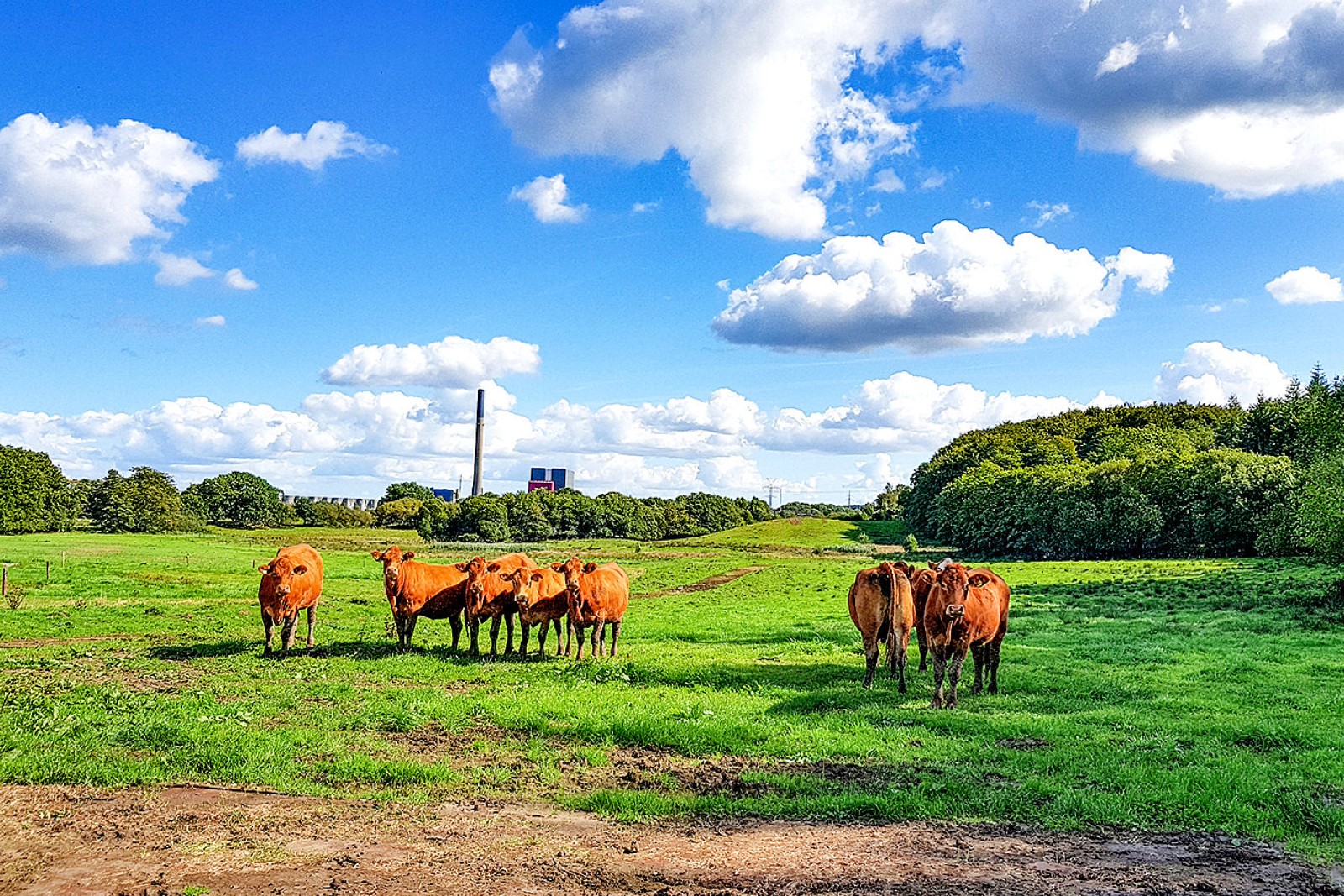 Naturplejende køer ses på en græsmark omgivet af træer