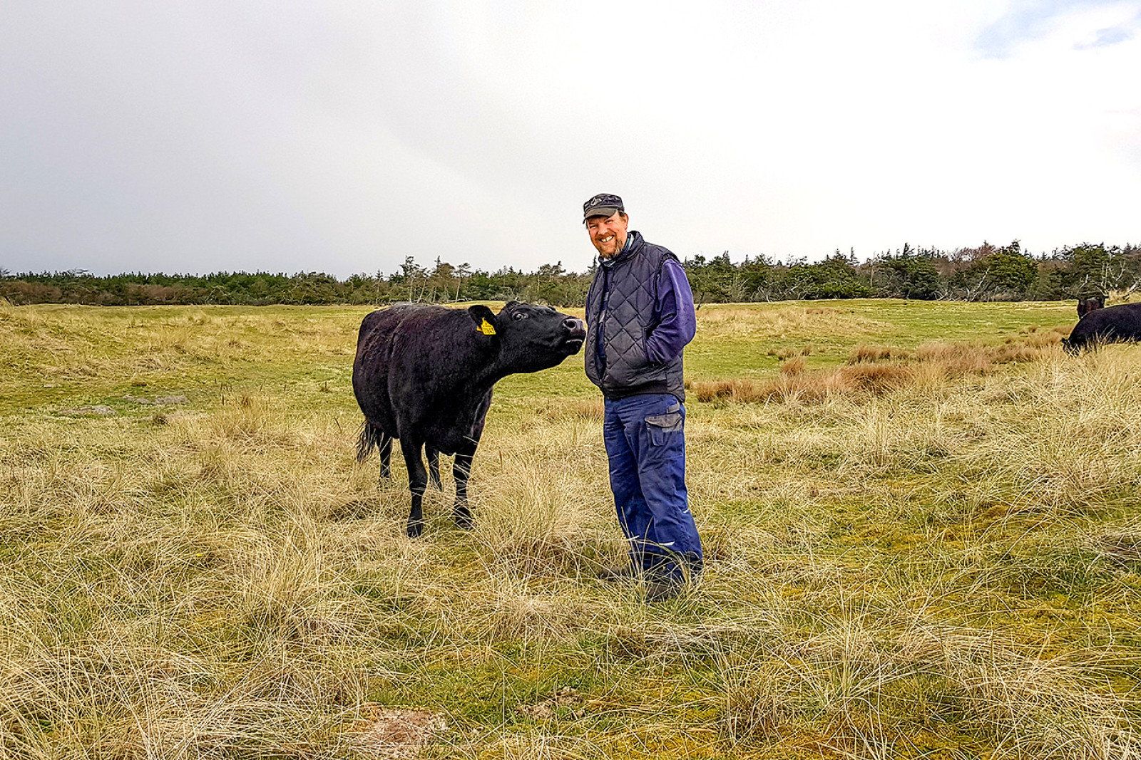 Michael Baun hos kvæg i naturområde