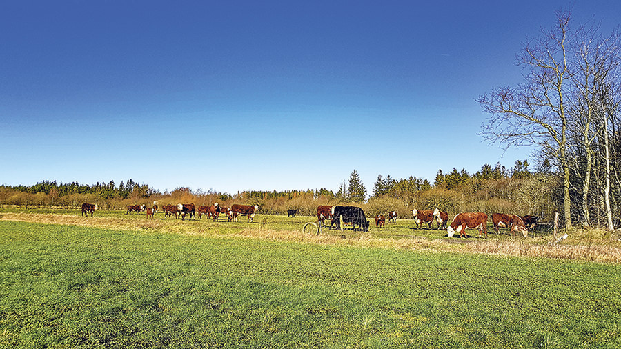 Hereford kreaturer afgræsser om sommeren ca. 100 ha natur. Nu er de på vintergræs ved gården