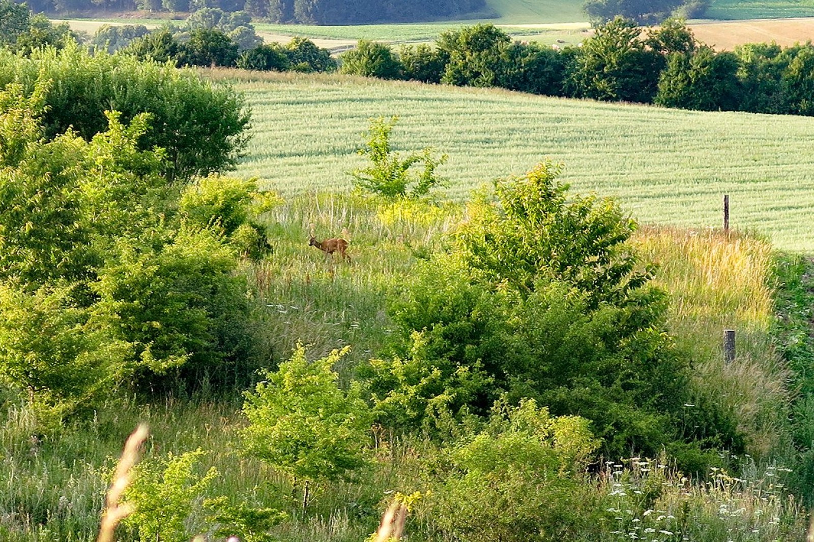 Rådyr i naturområde