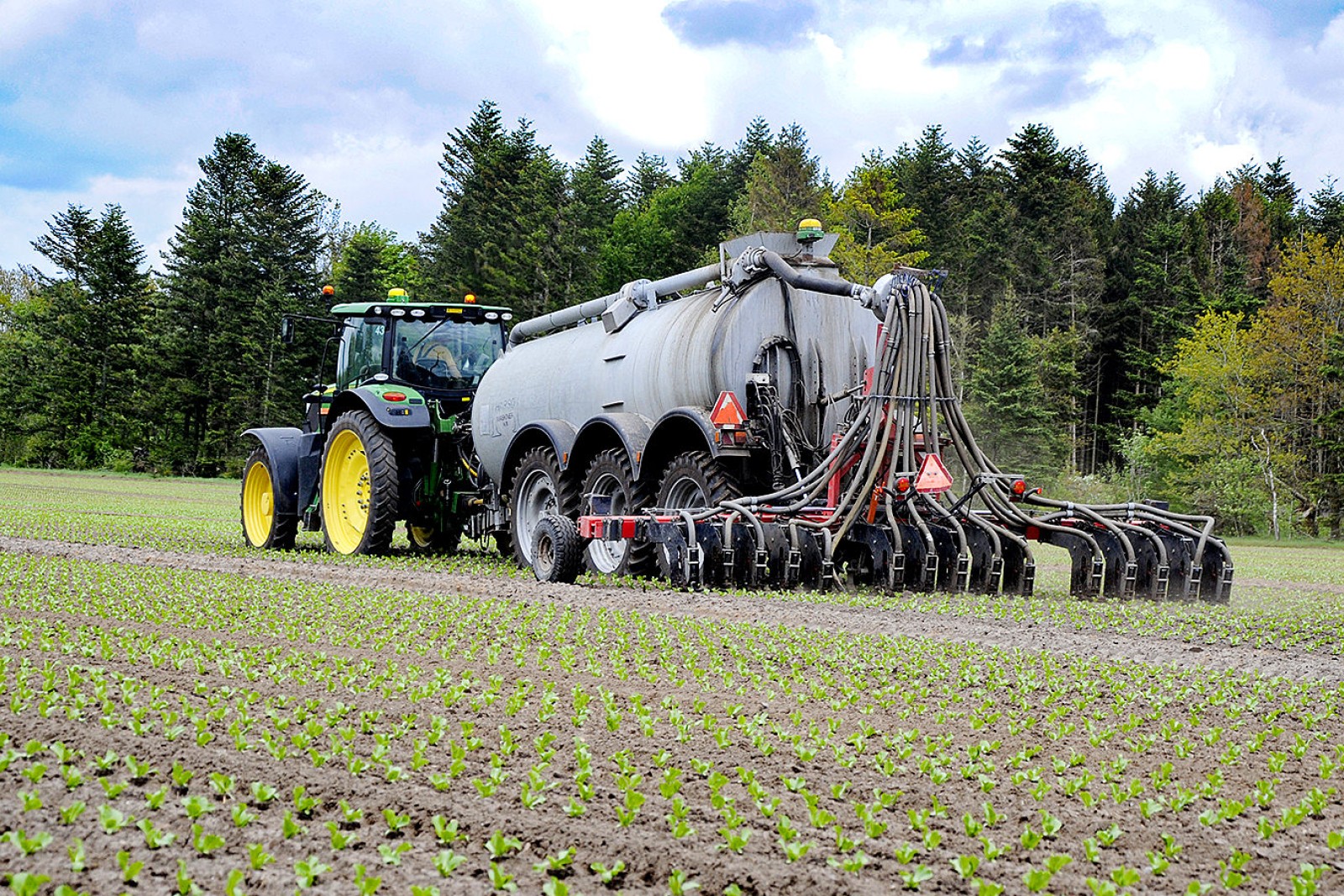 Gyllenedfælder på mark