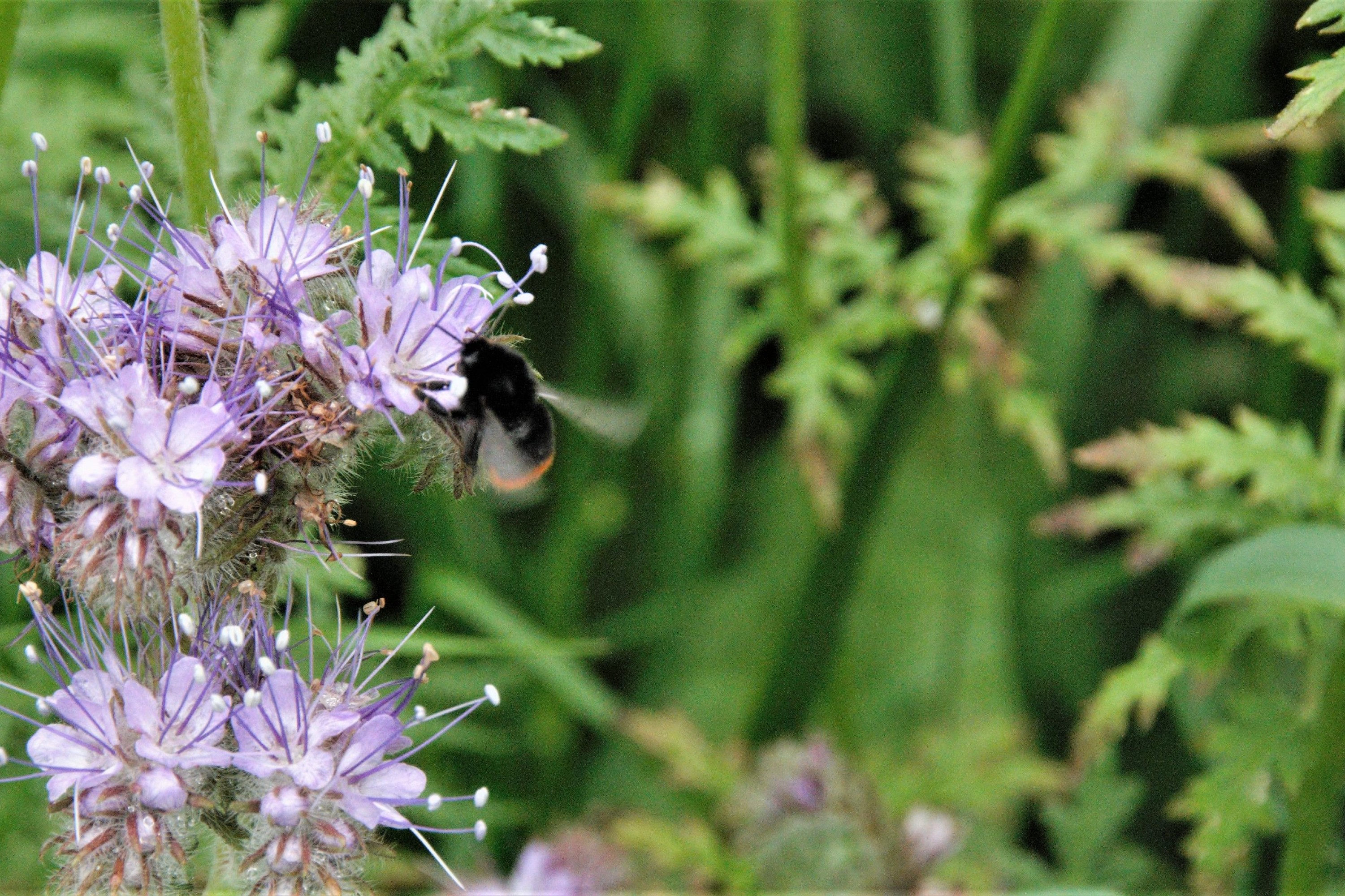Bi på en honningurt