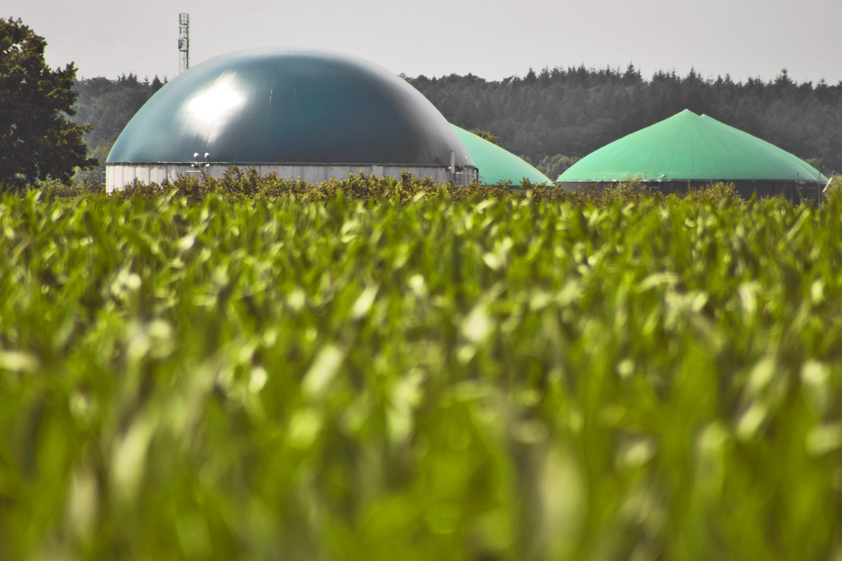Et biogasanlæg ses i baggrunden - forgrunden viser en majsmark