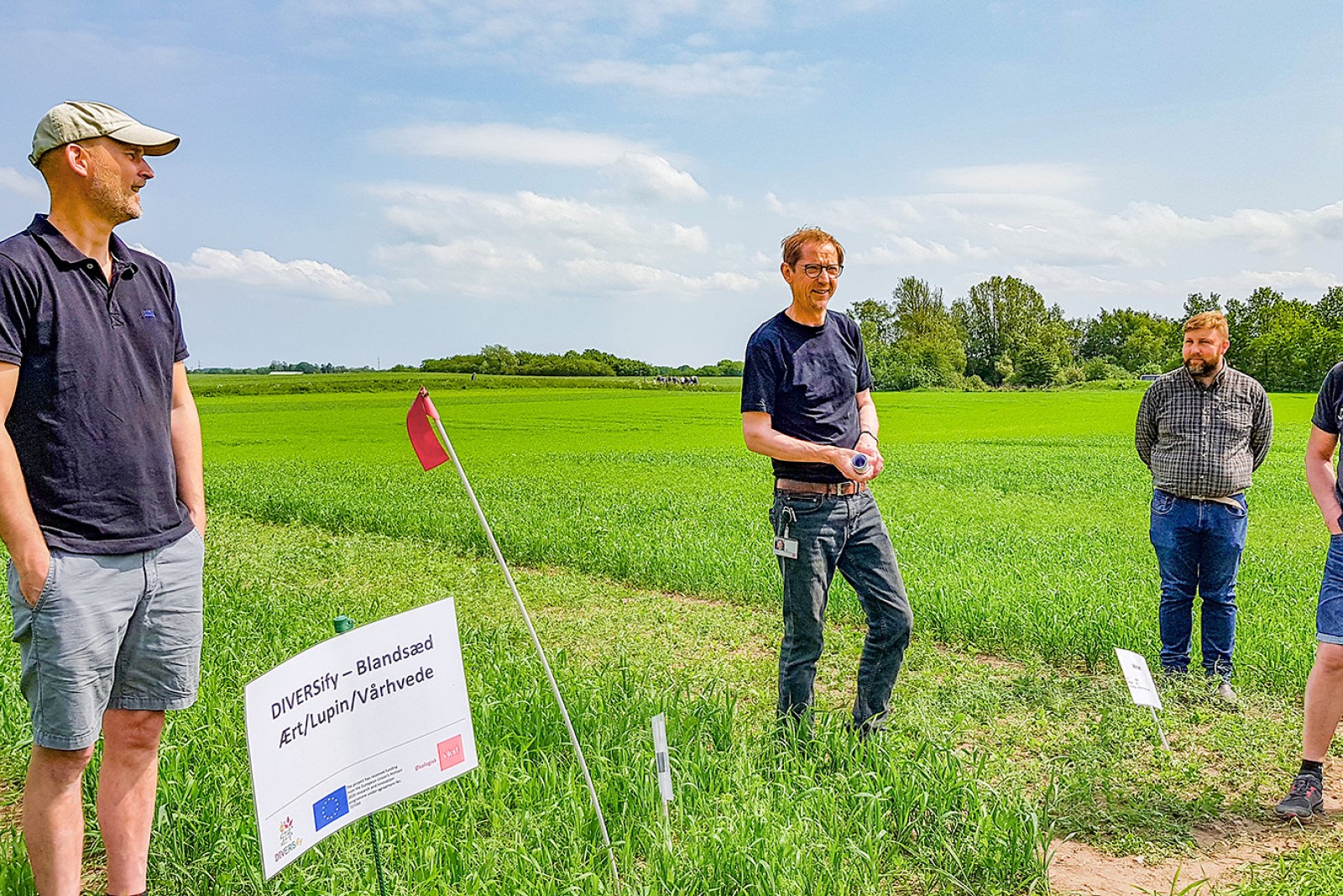 I forsøgsmark med blandsæd