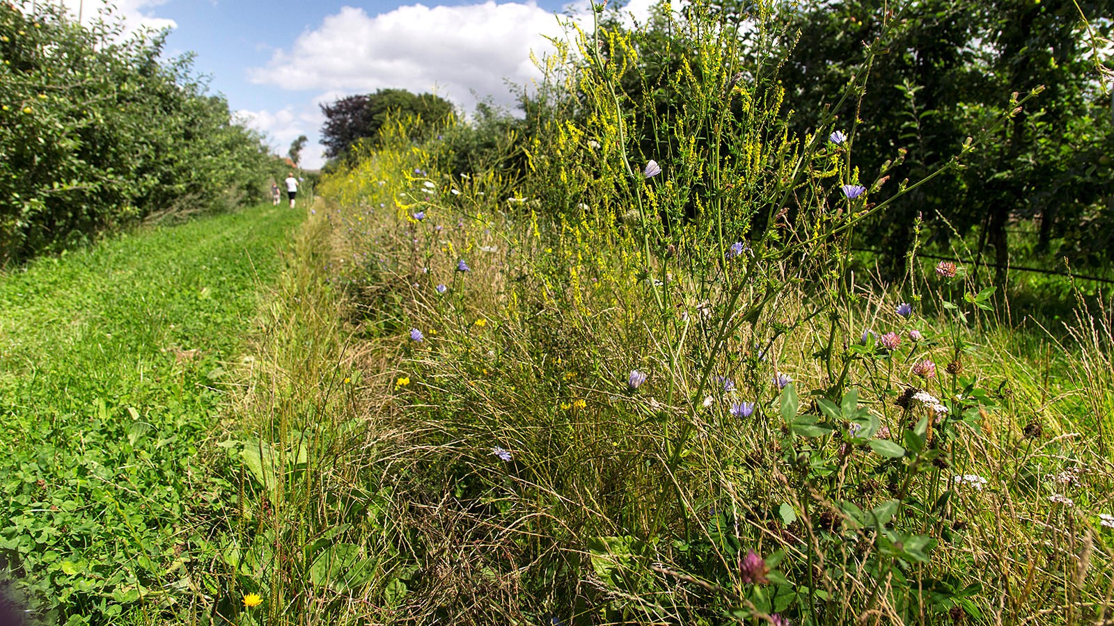 Blomsterstribe