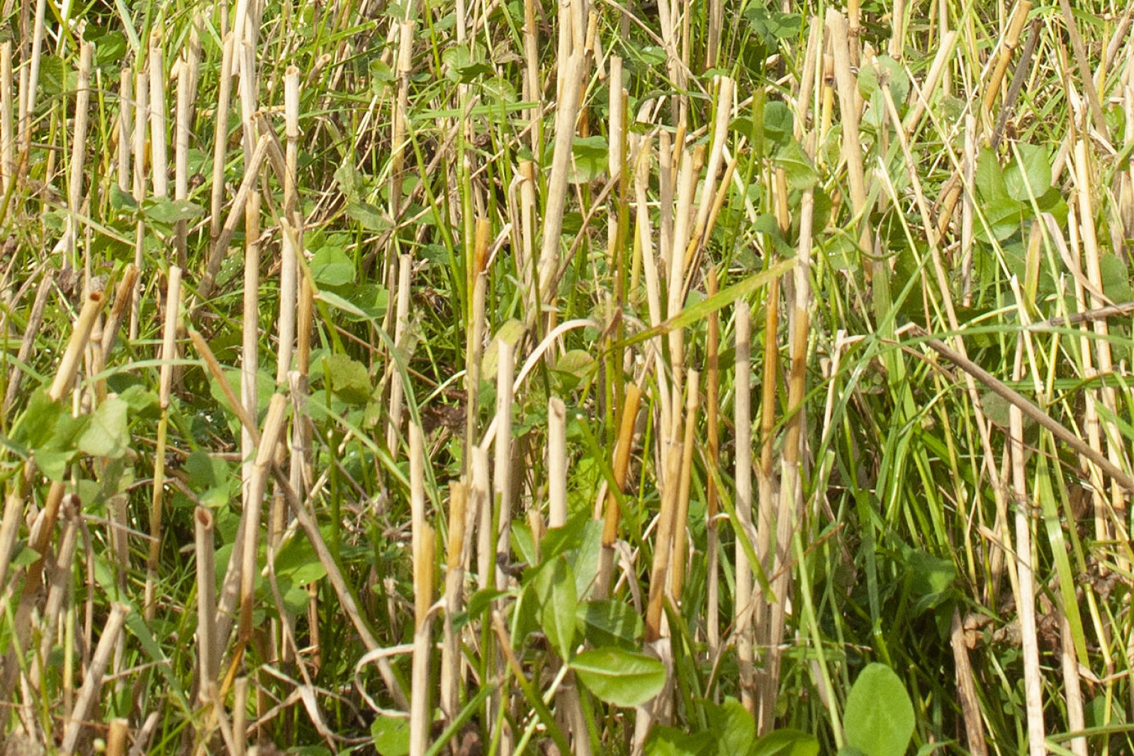 Efterafgrøde i kornmark