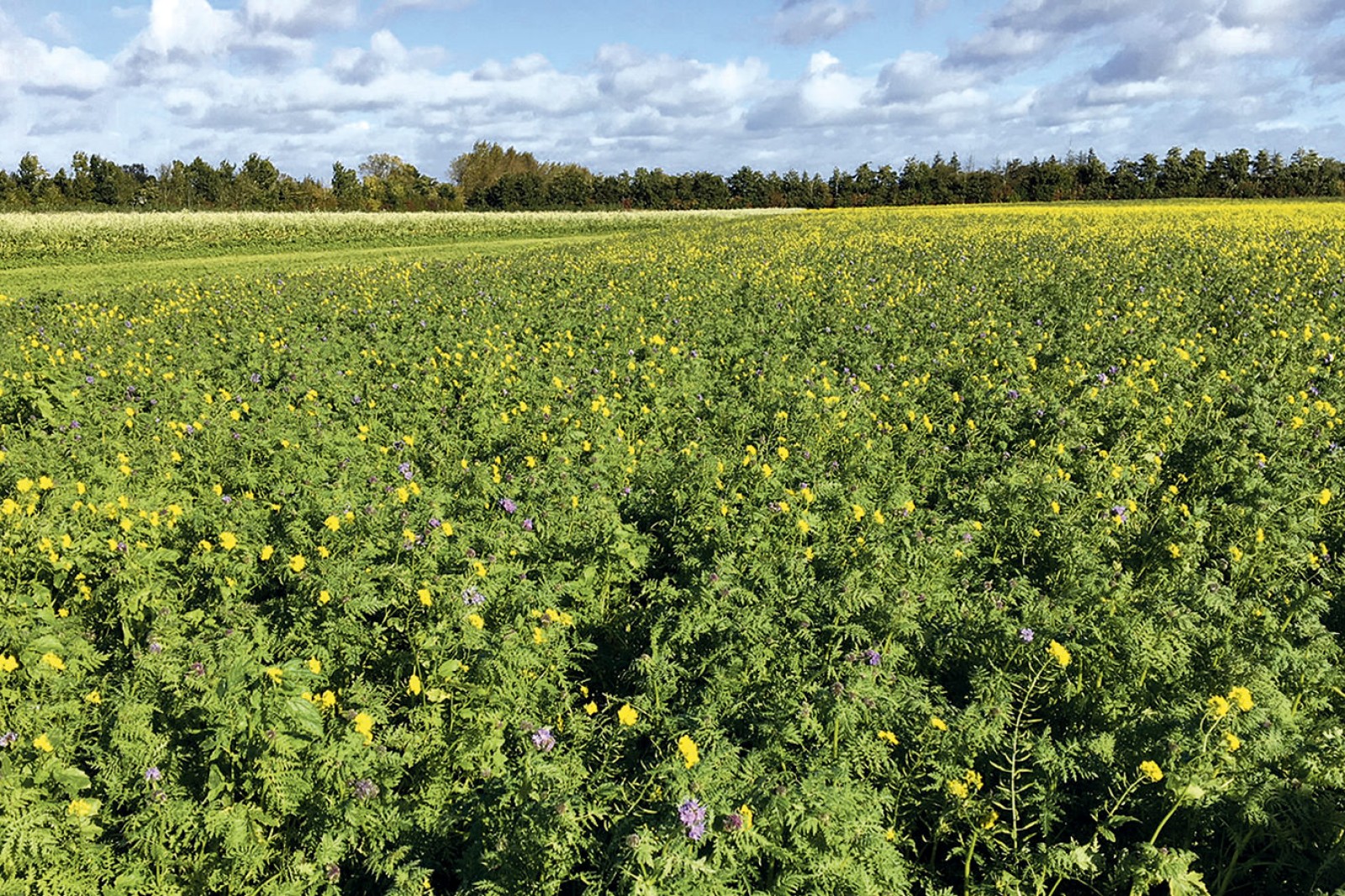 Mark med efterafgrøder