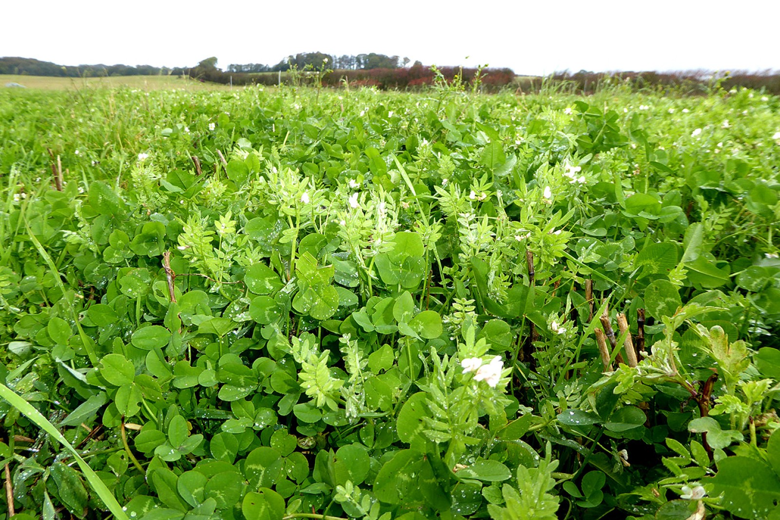 Mark med efterafgrøder