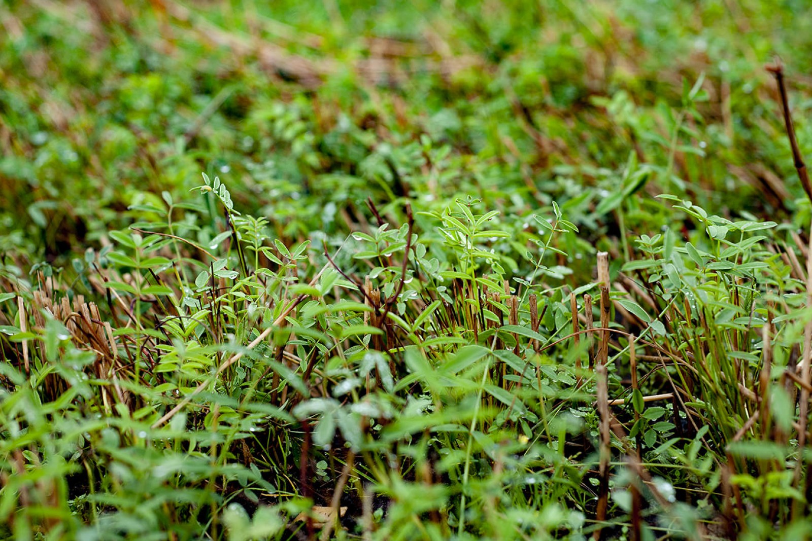 Planter jordbund jorddække beplantning