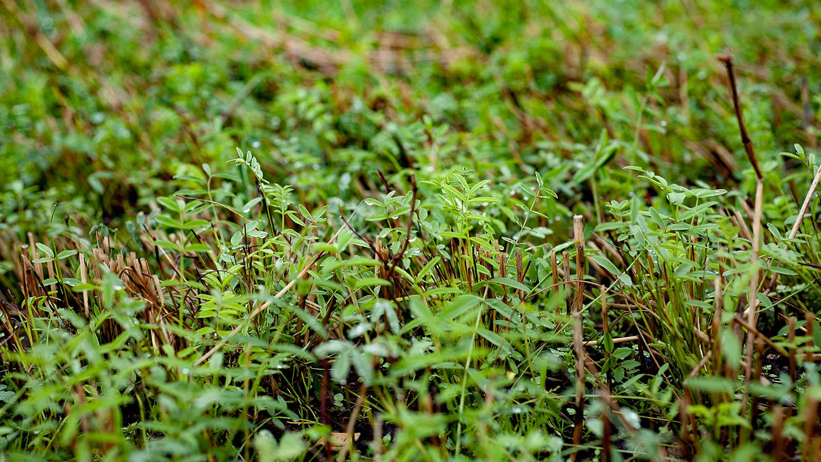 Planter jordbund jorddække beplantning