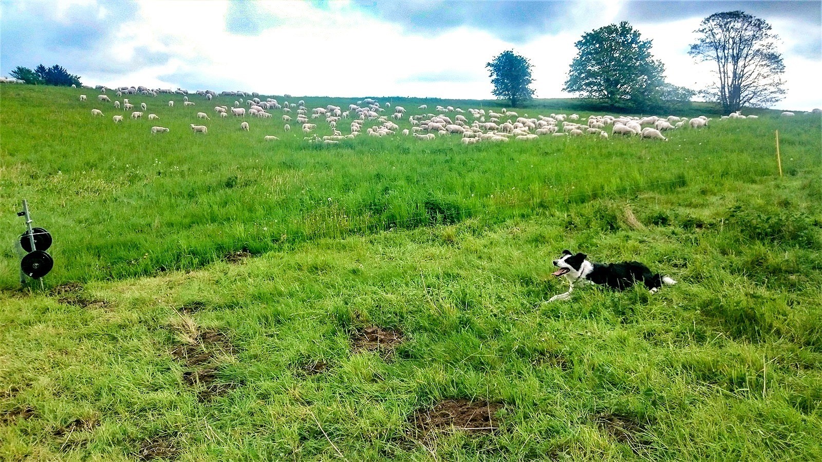 Får i marken
