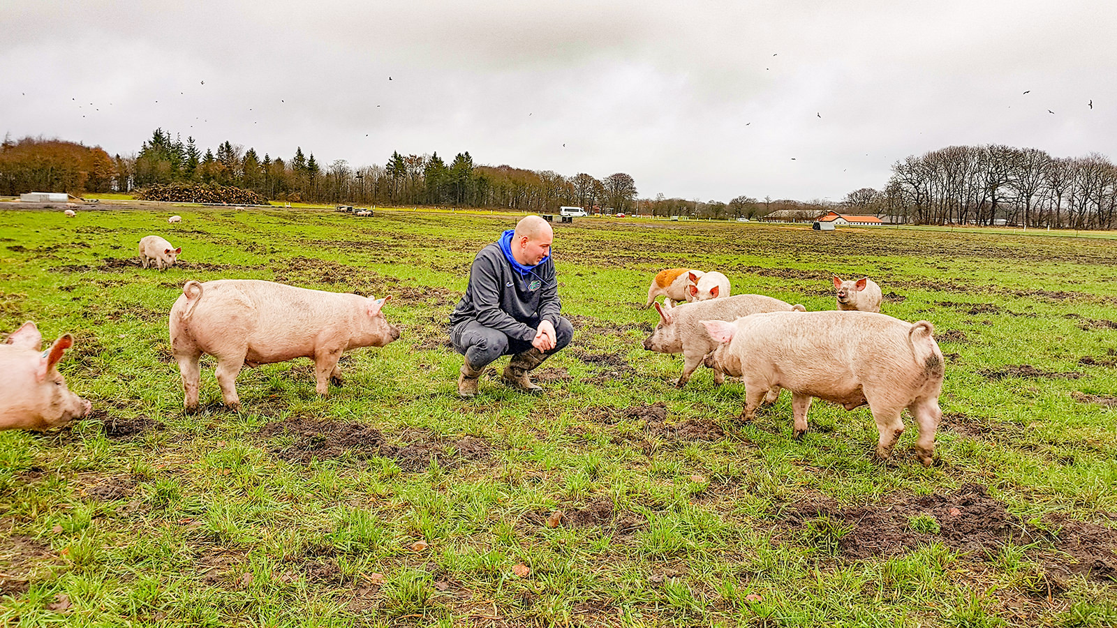 Allan Thomsen sidder på hug på marken med grise omkring sig