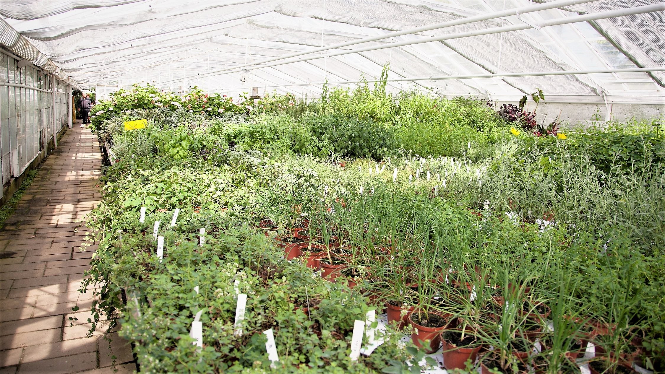 Planter i et drivhus