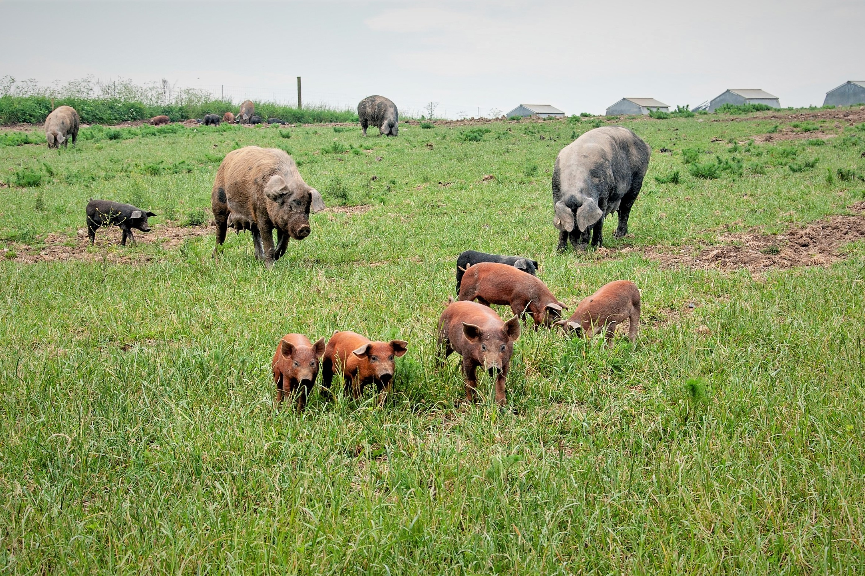 En flok grise på marken