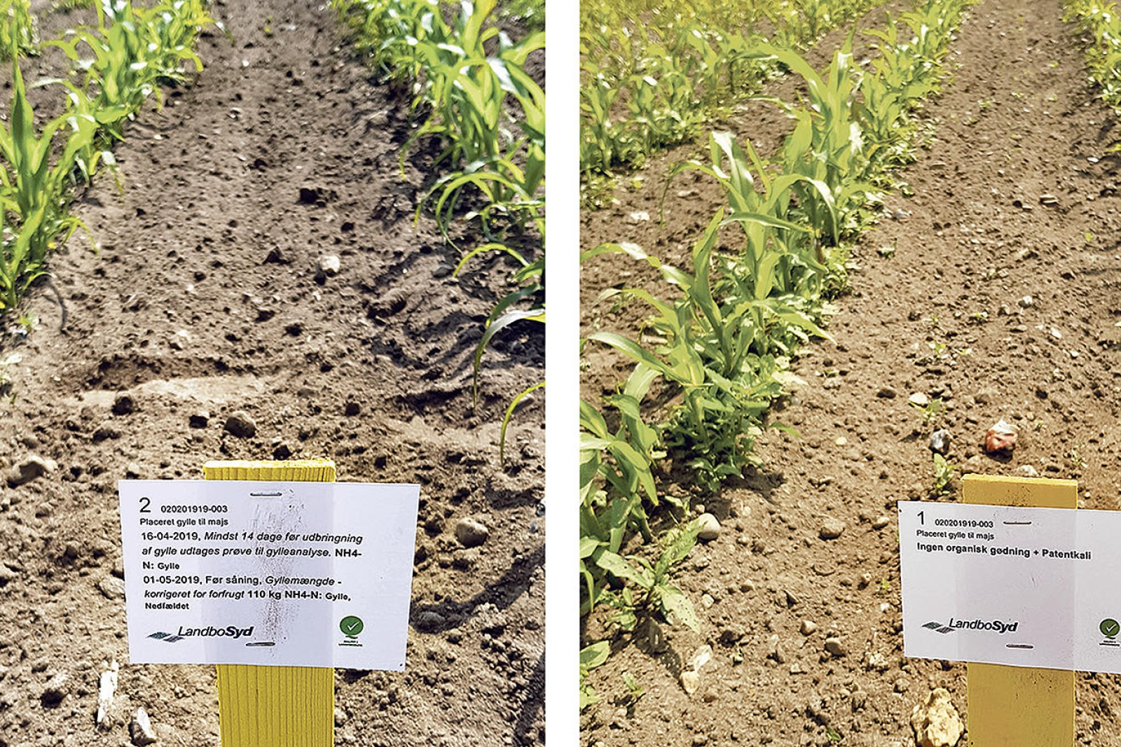 Udsnit af to forsøgsmarker