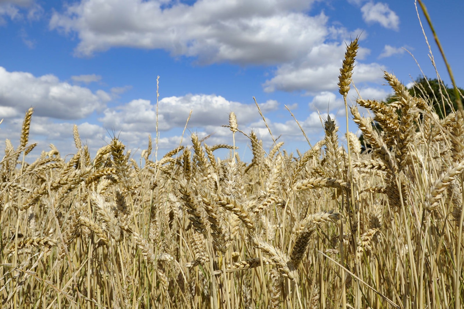 Hvedemark lige før høst