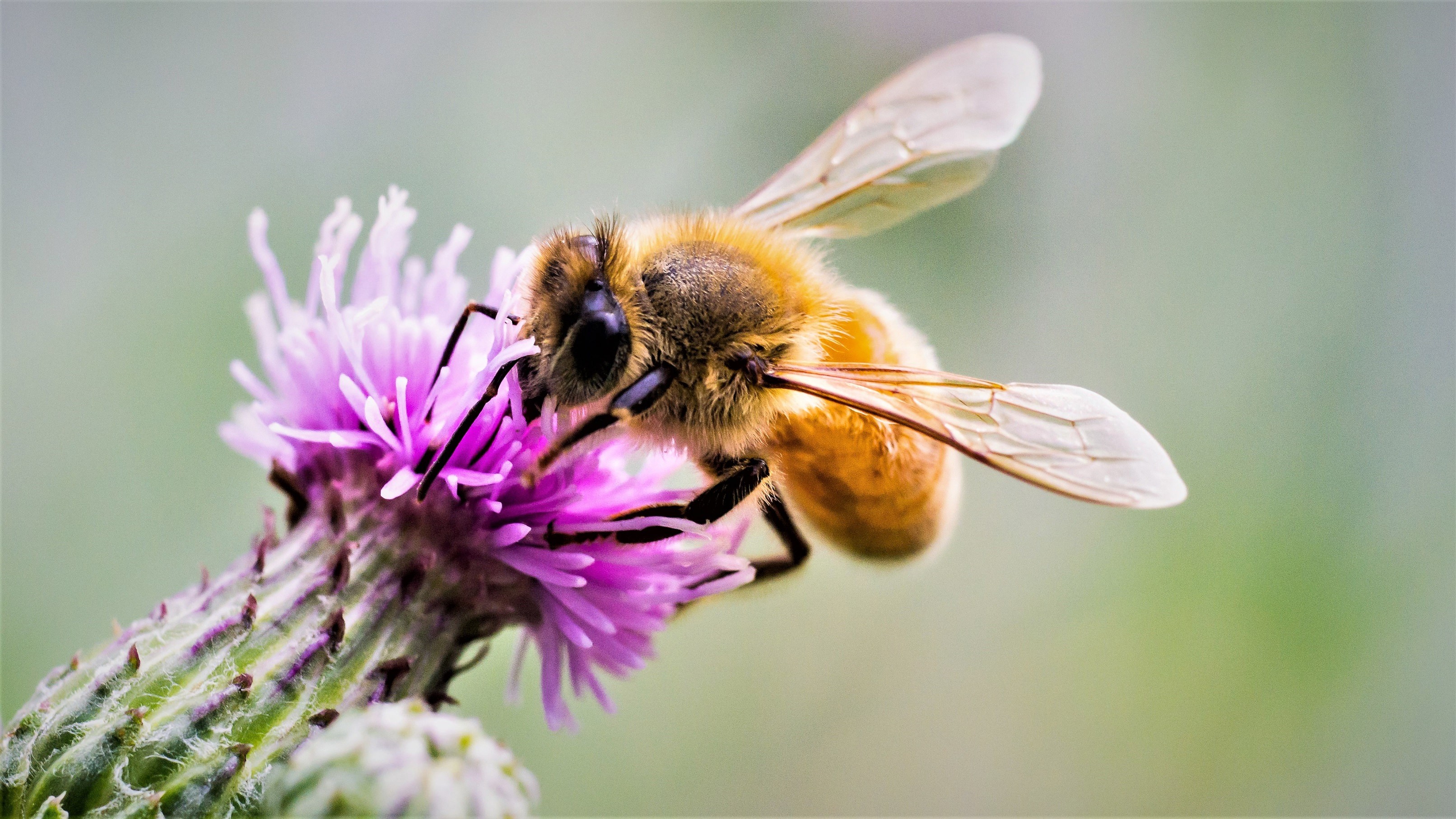 Honningbi på en tidselblomst