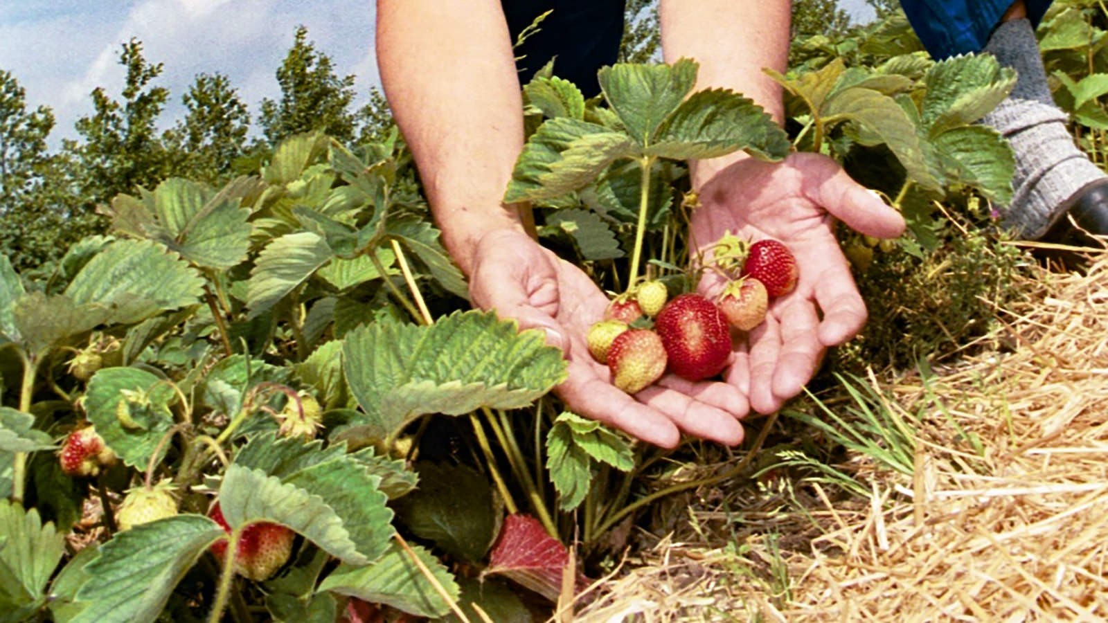 Jordbær vises frem på planten, og de første bær er snart modne