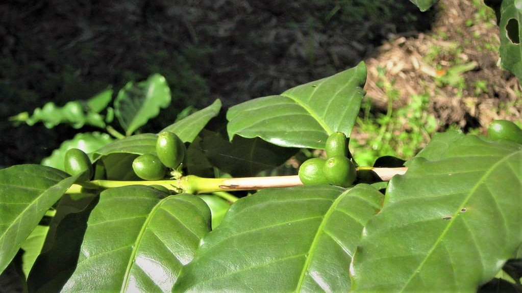 Nærbillede af umodne kaffebønner på en gren