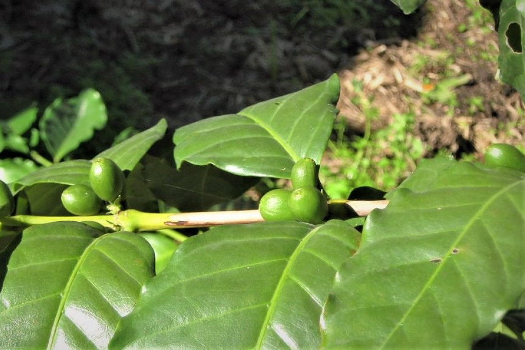 Nærbillede af umodne kaffebønner på en gren
