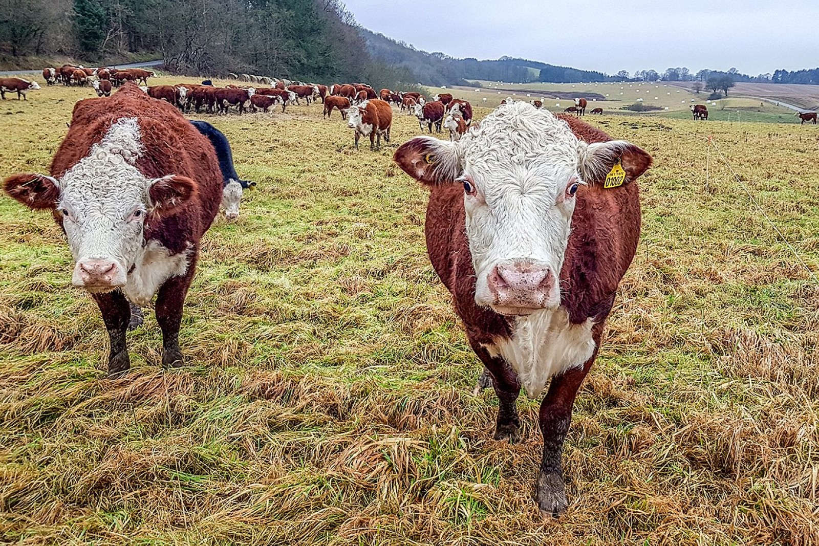 Kødkvæg på en mark