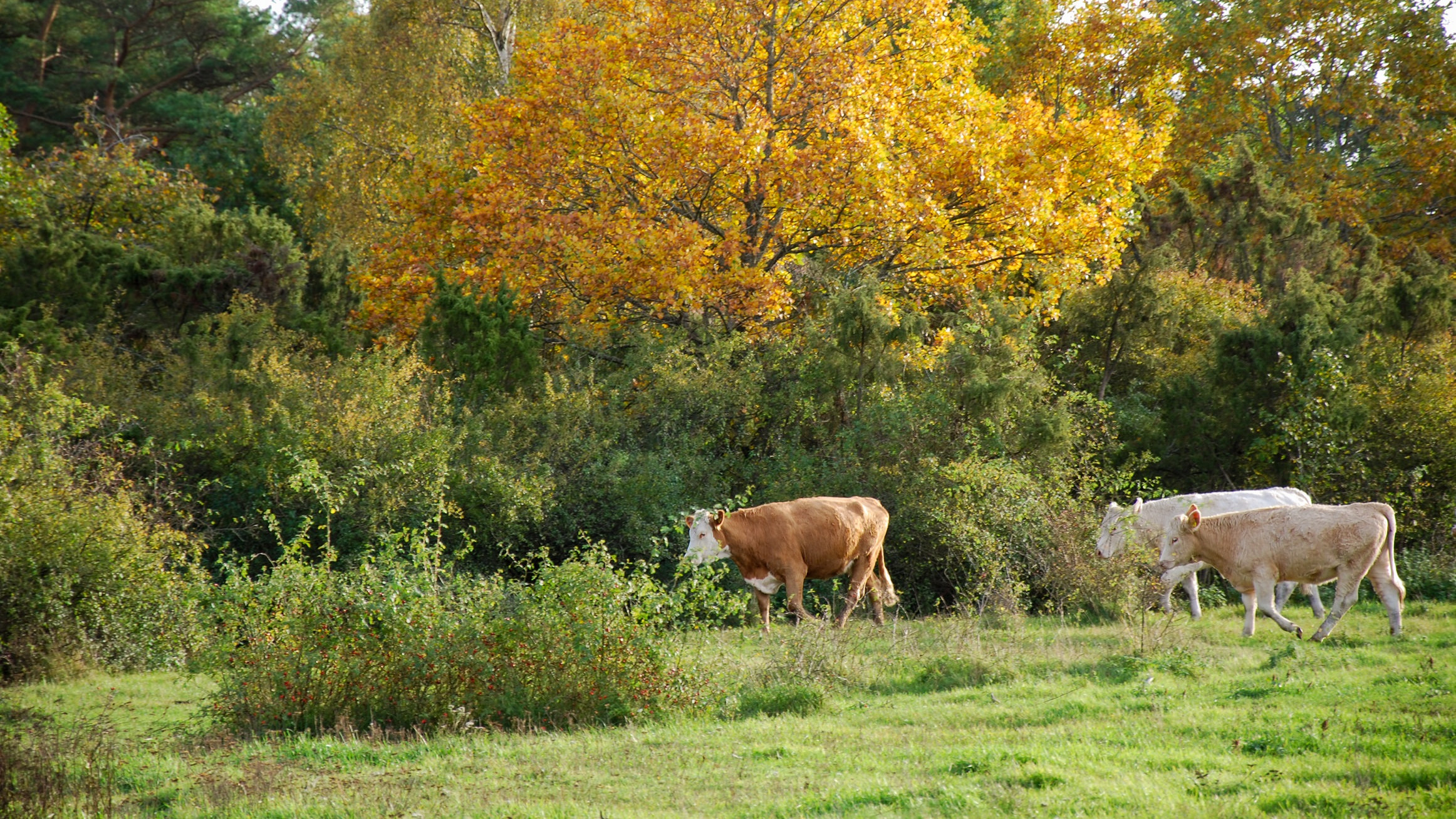 Tre køer går på en græsmark nær en skov