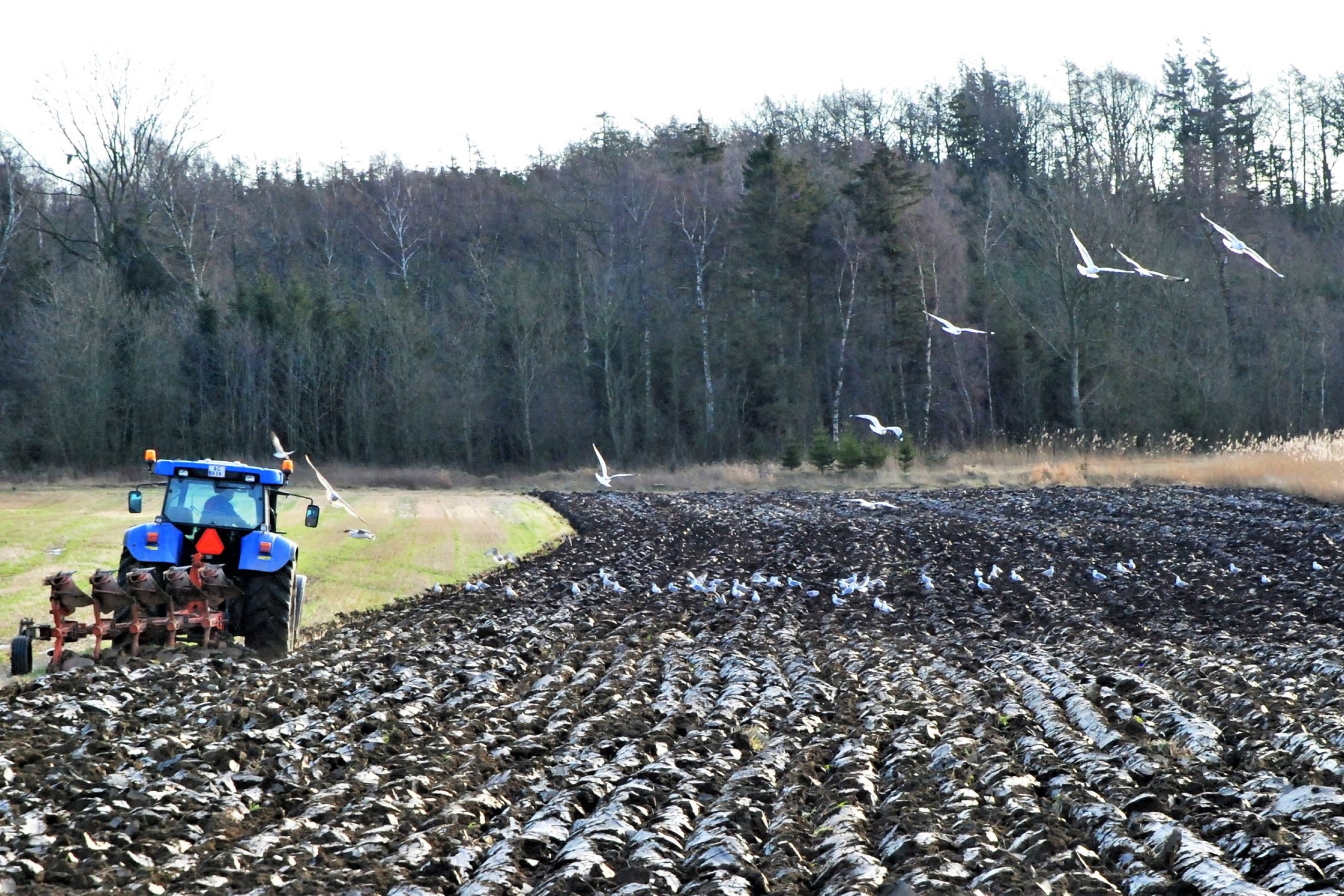 En blå traktor er ved at pløje marken