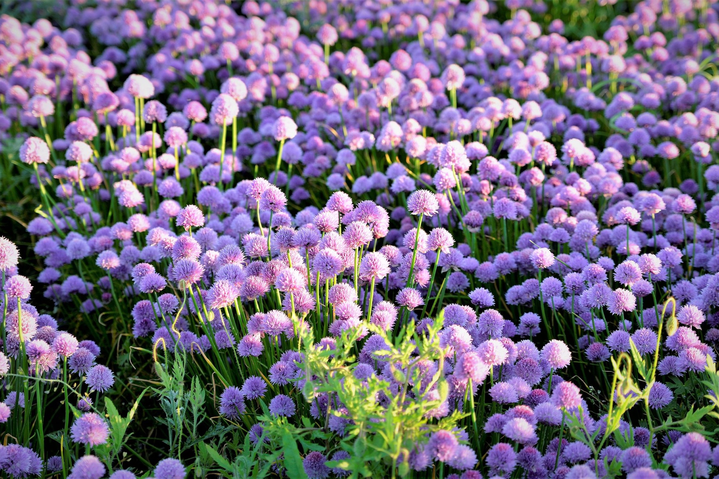 Rødkløver i græsset