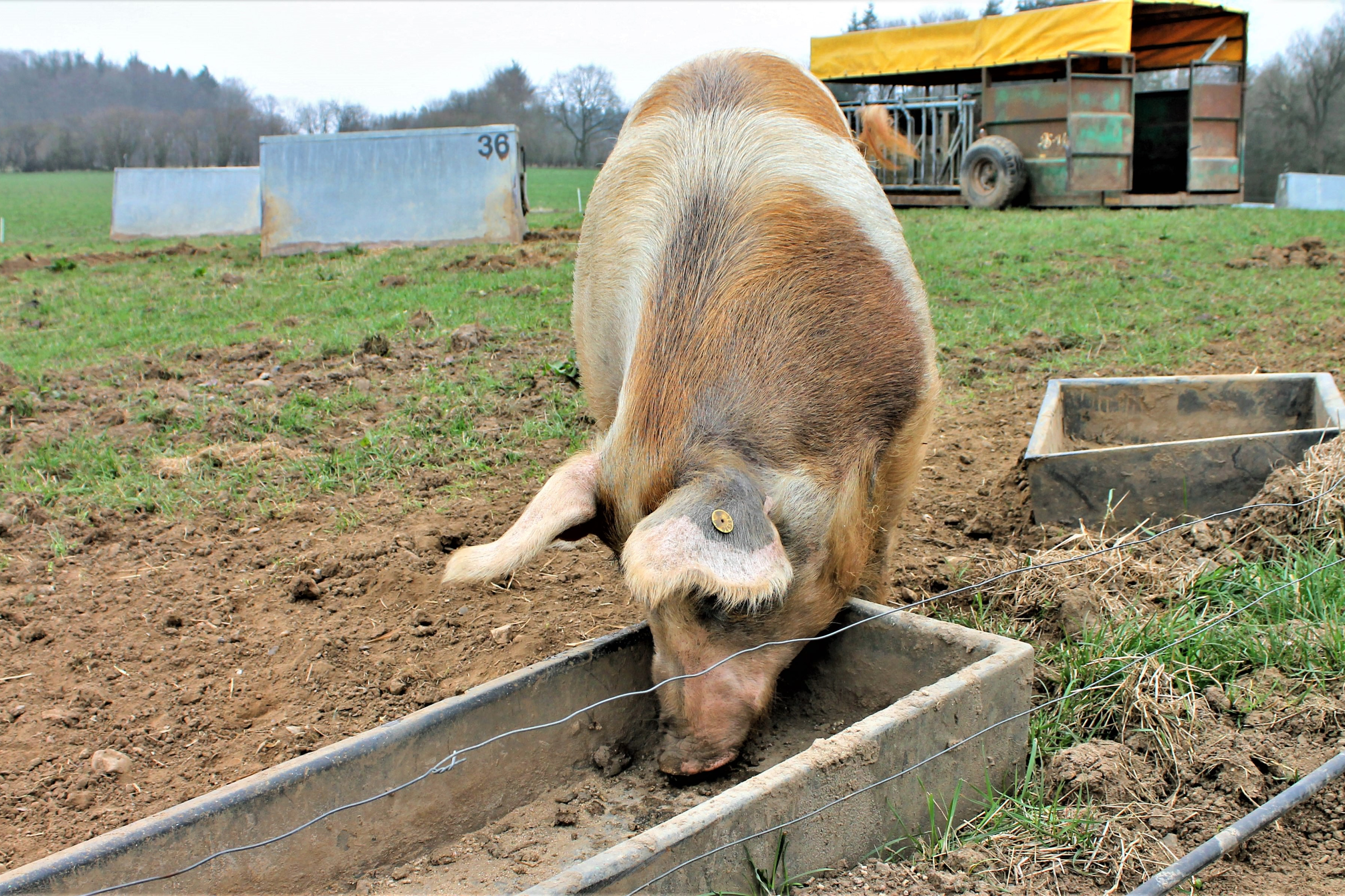 En gris på friland spiser foder fra et trug